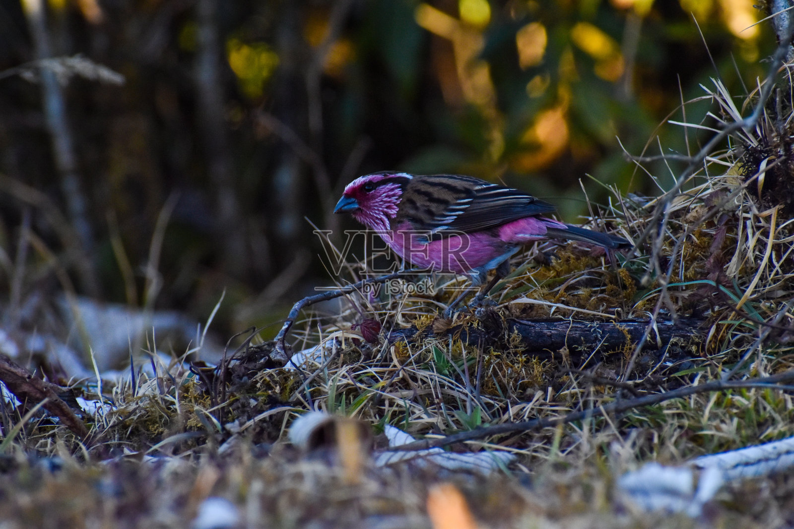 喜马拉雅白眉朱雀照片摄影图片