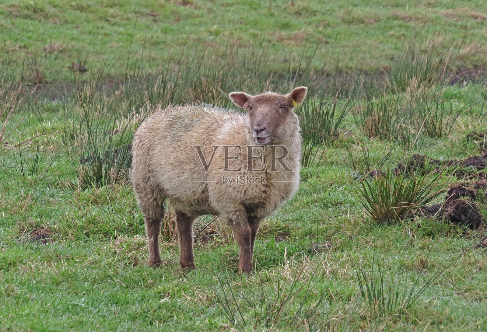 羊照片摄影图片
