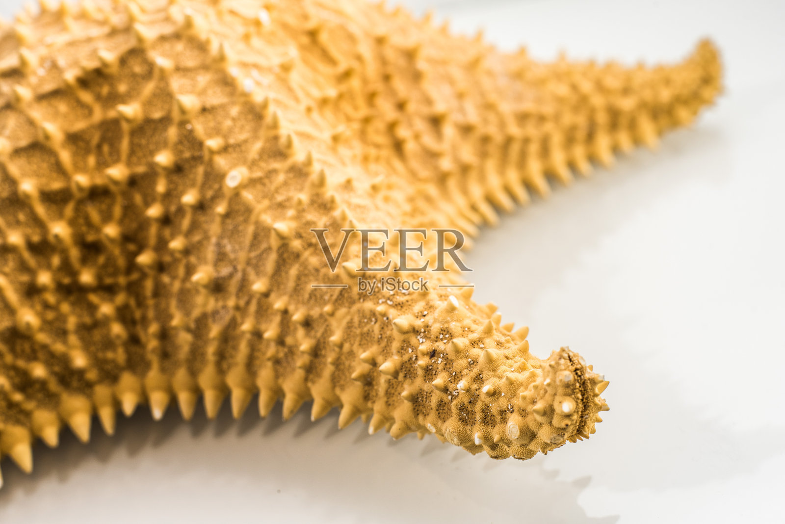 海星在工作室与白色背景照片摄影图片