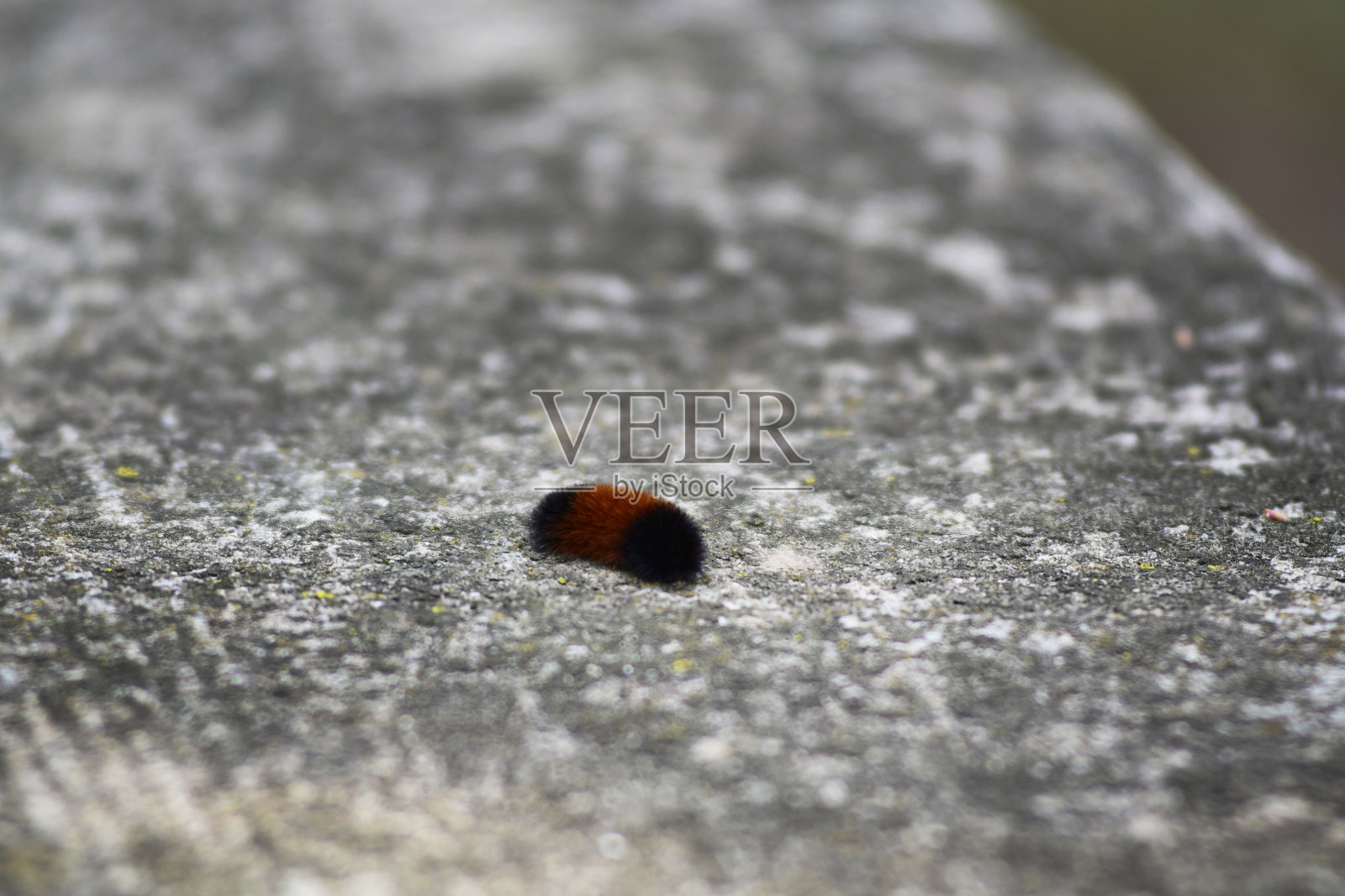 毛茸茸的熊照片摄影图片