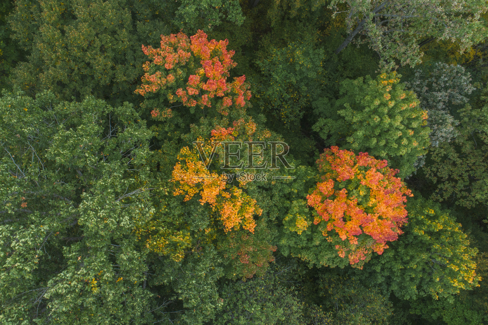 秋天的森林鸟瞰,秋天的概念背景照片摄影图片