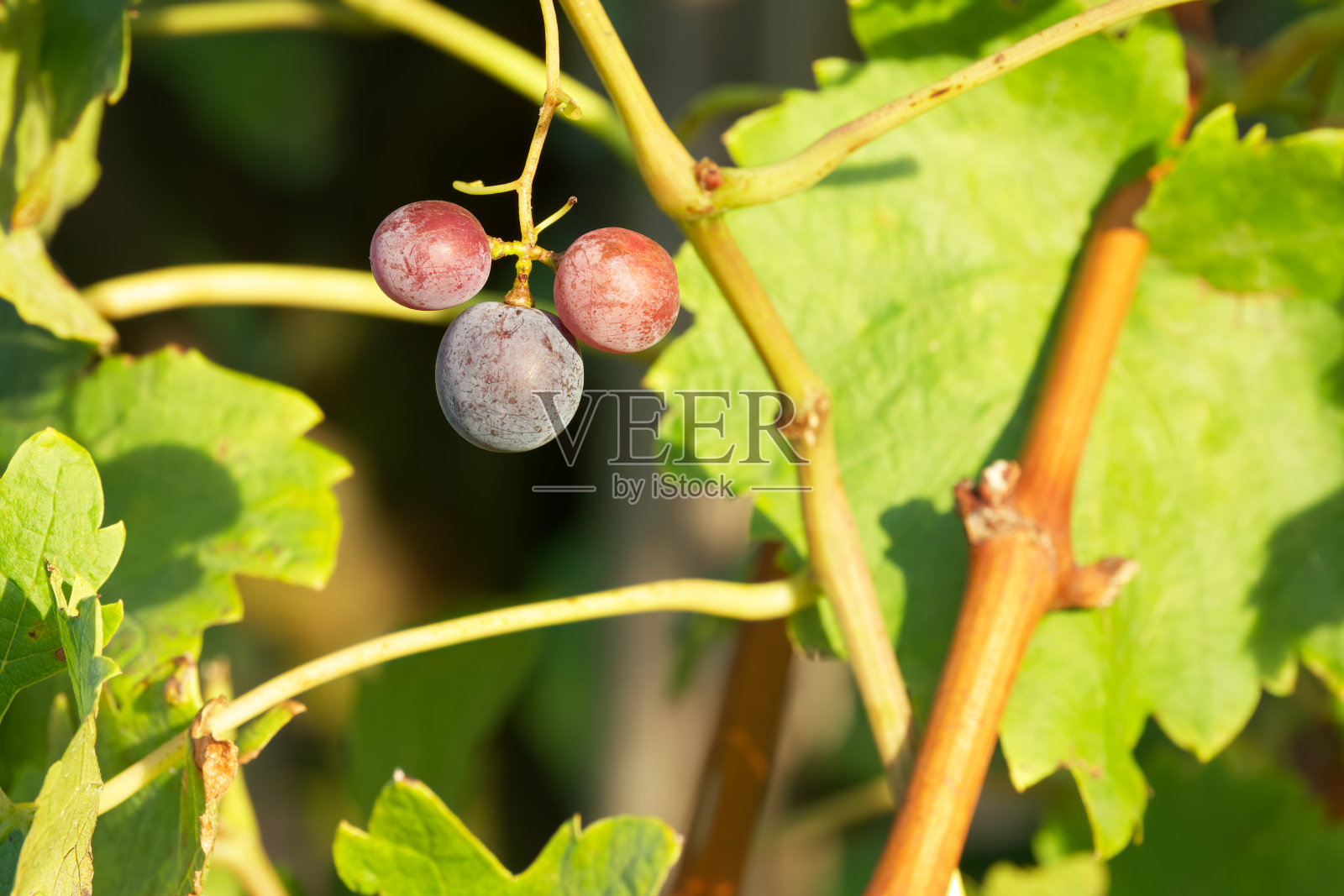 一小串葡萄照片摄影图片