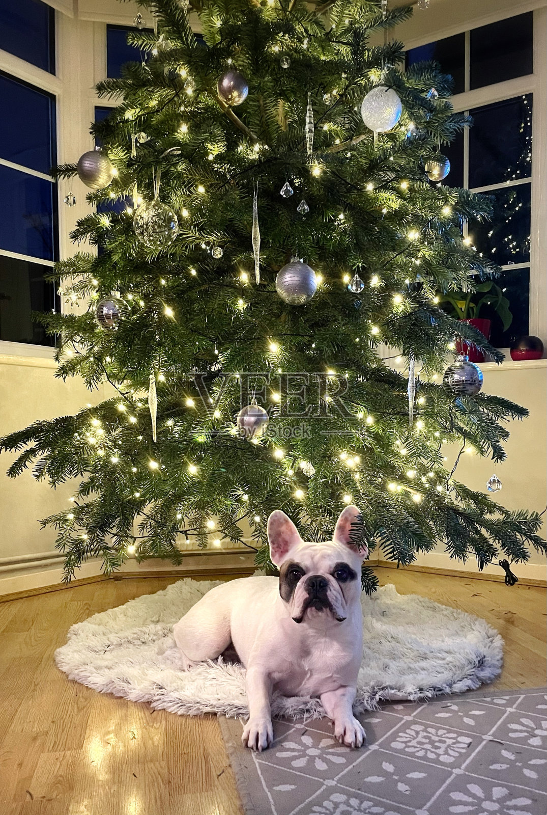 可爱的法国斗牛犬坐在装饰过的圣诞树下照片摄影图片