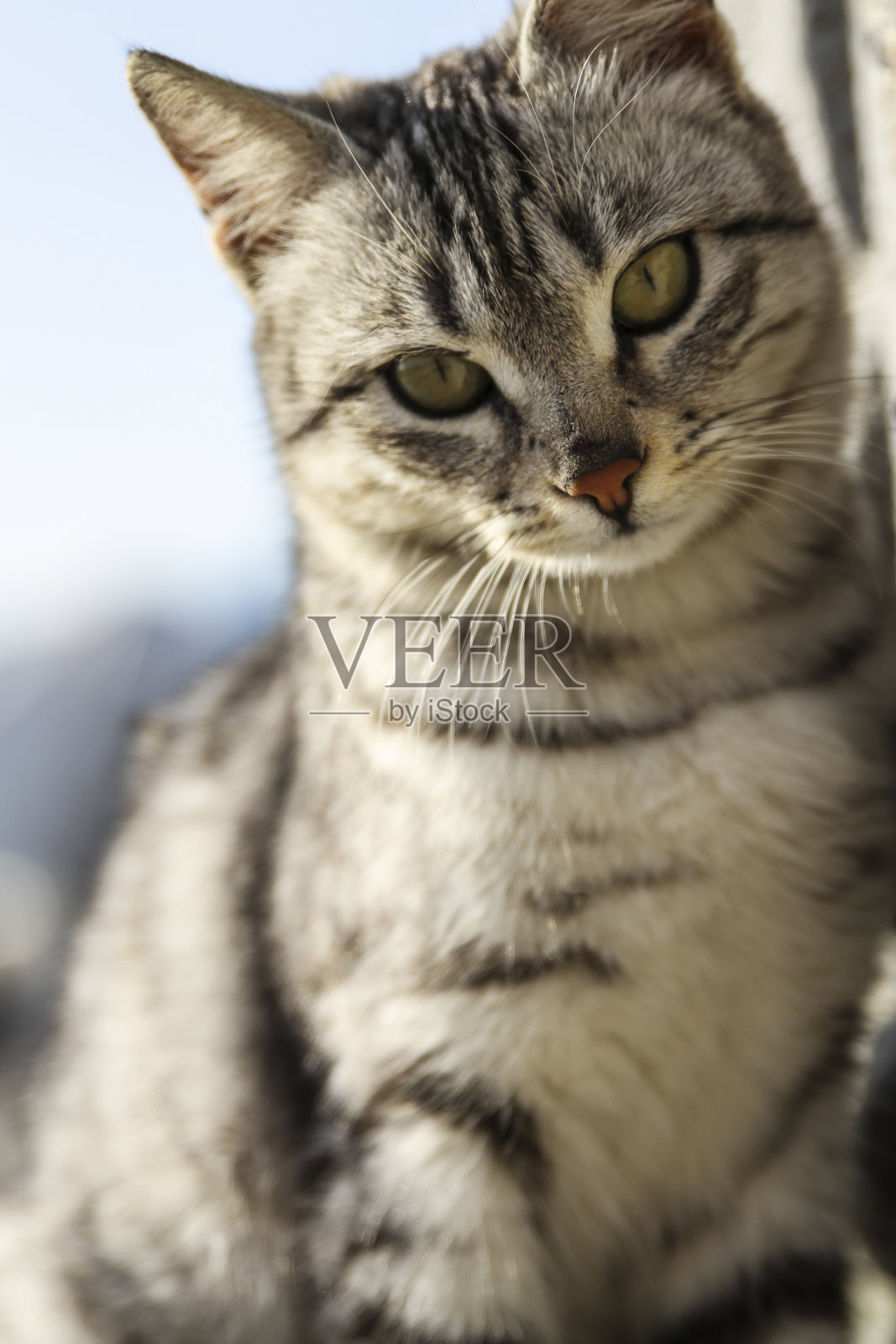 猫独自看着相机照片摄影图片