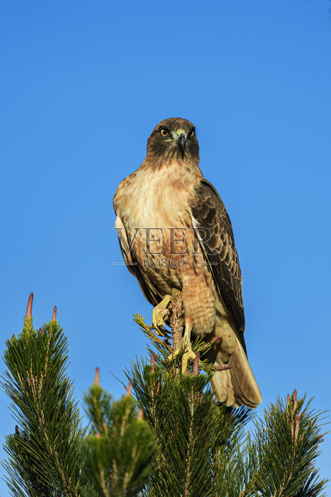 野生红尾鹰特写照片摄影图片