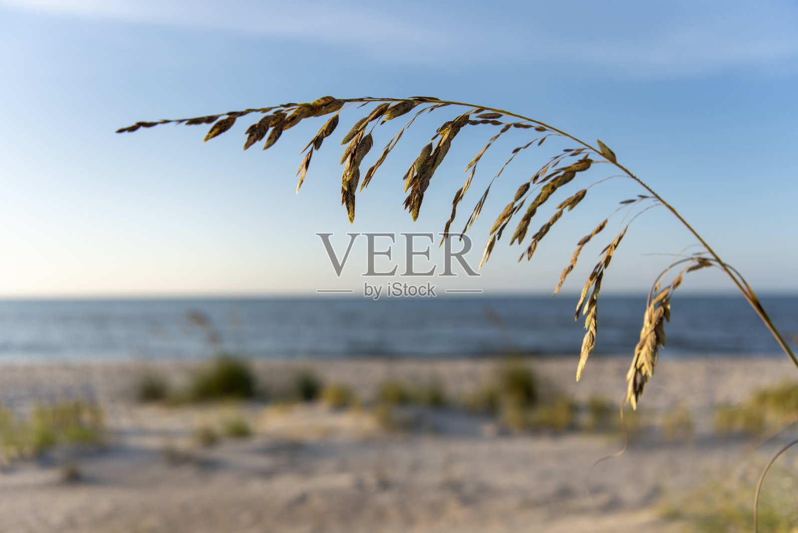 清晨阳光下的燕麦籽头,背景是失焦的海滩和大海照片摄影图片