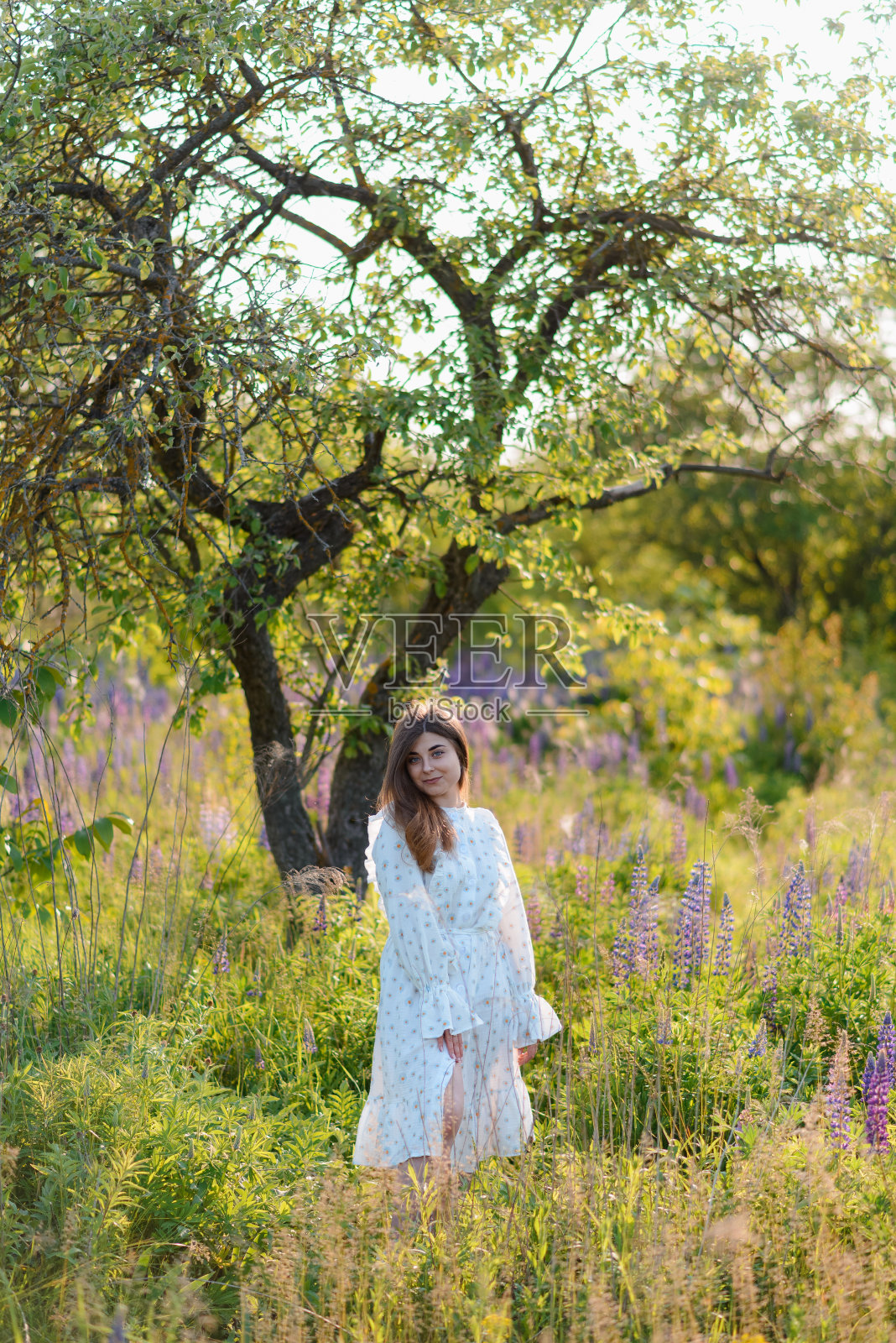 美丽的羽扇豆季节照片摄影图片