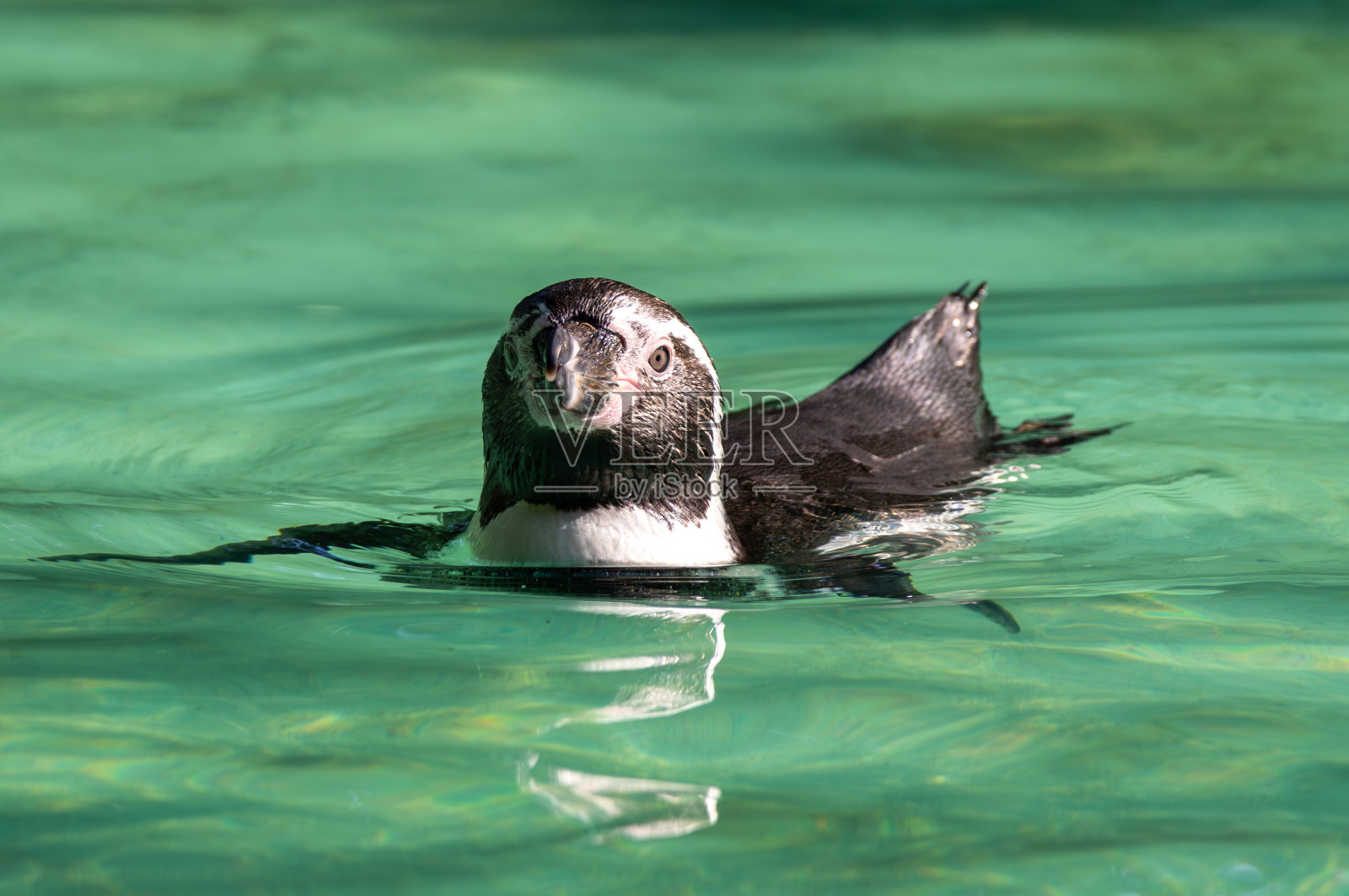 洪堡企鹅头部的特写镜头照片摄影图片