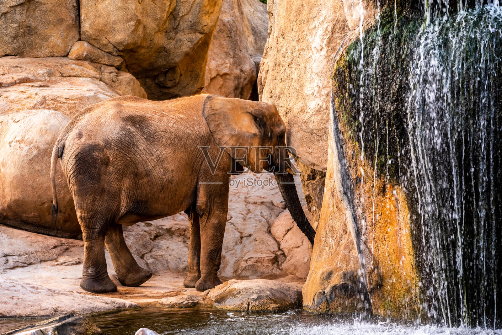 非洲大象微笑着走过动物园。照片摄影图片