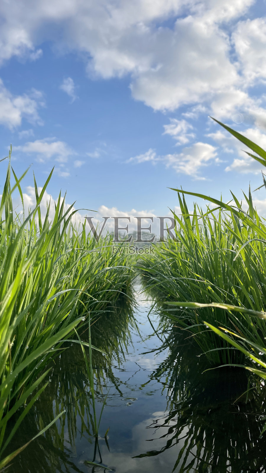 巴厘岛乌布的稻田照片摄影图片