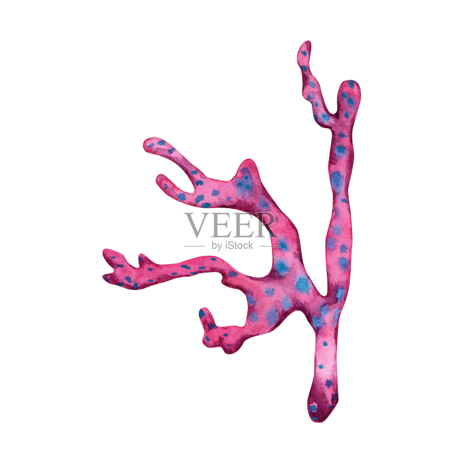 手绘水彩插图的软粉色珊瑚。彩色暗礁水下设计元素孤立在白色背景。插画图片素材