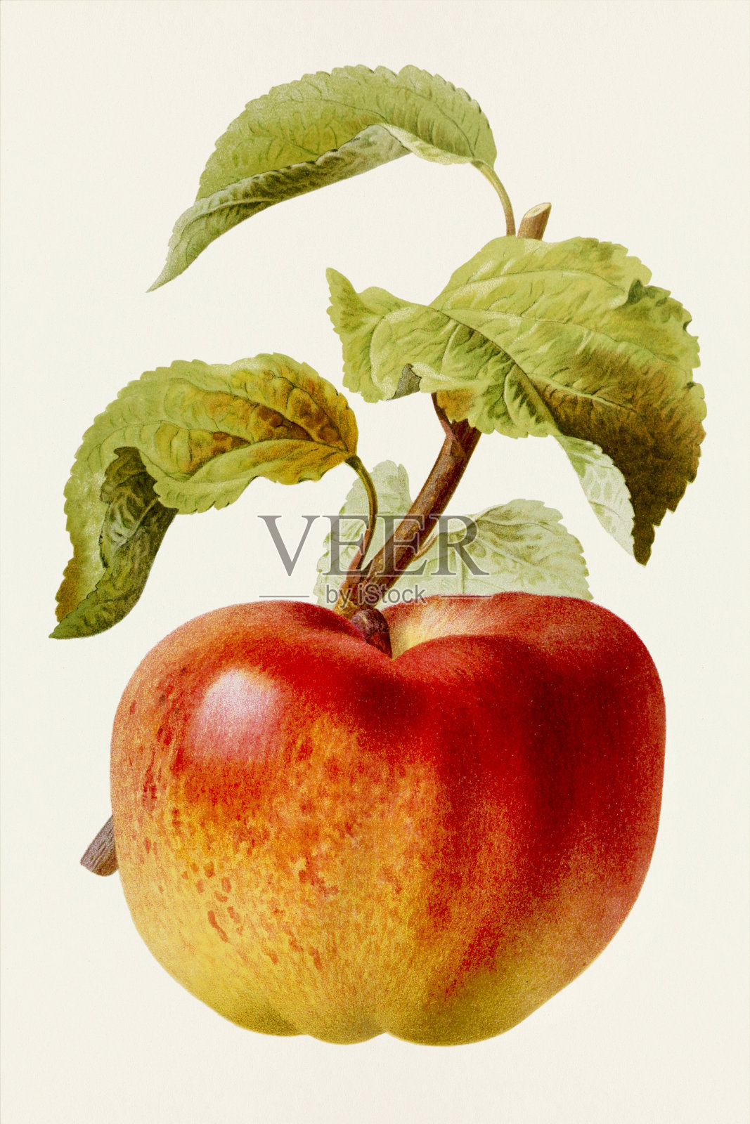 苹果。的水果。19世纪彩色水果插图插画图片素材