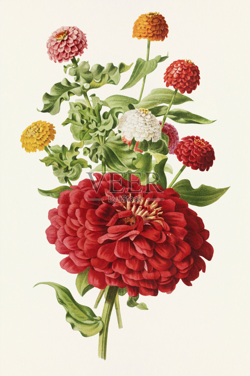 复古花。19世纪彩色花卉插图插画图片素材