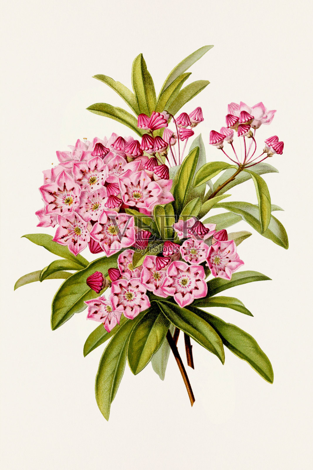 复古花。19世纪彩色花卉插图插画图片素材