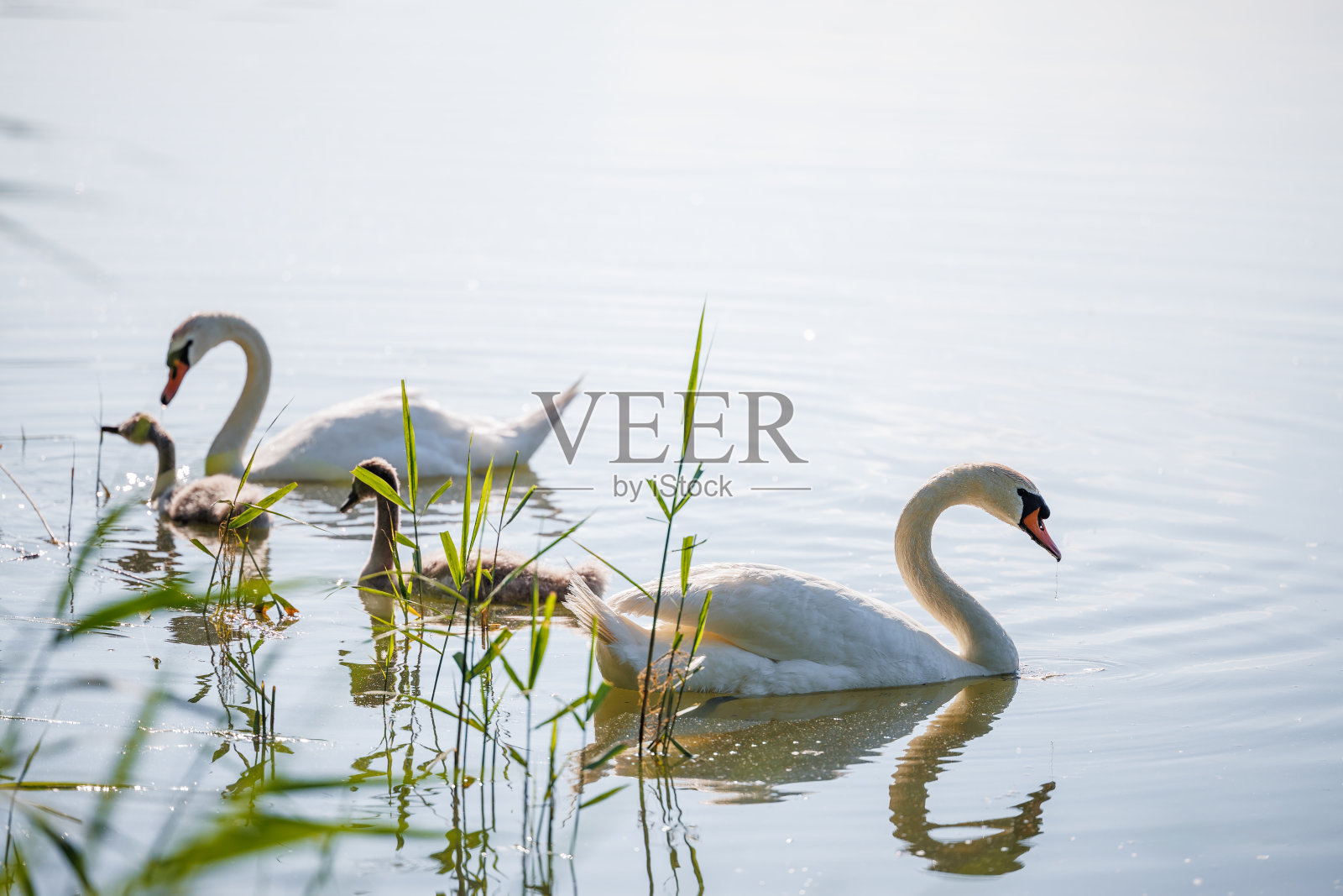 湖上的天鹅一家和小天鹅照片摄影图片
