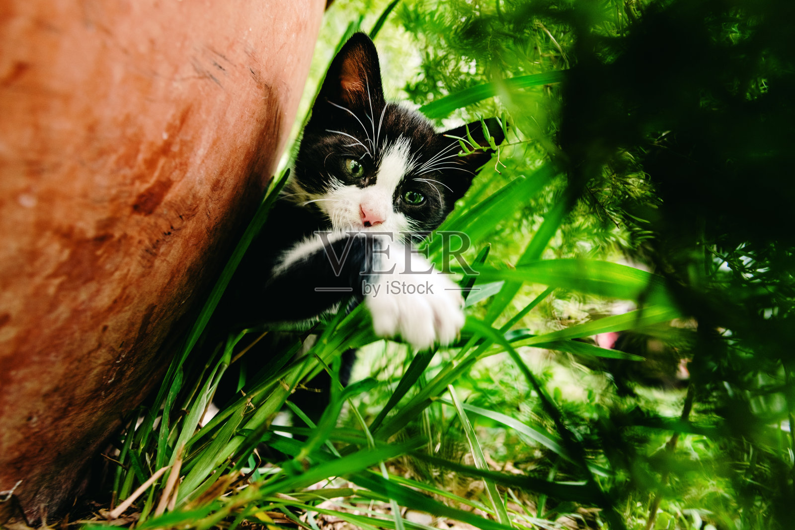 黑色和白色的小猫探索花园。照片摄影图片