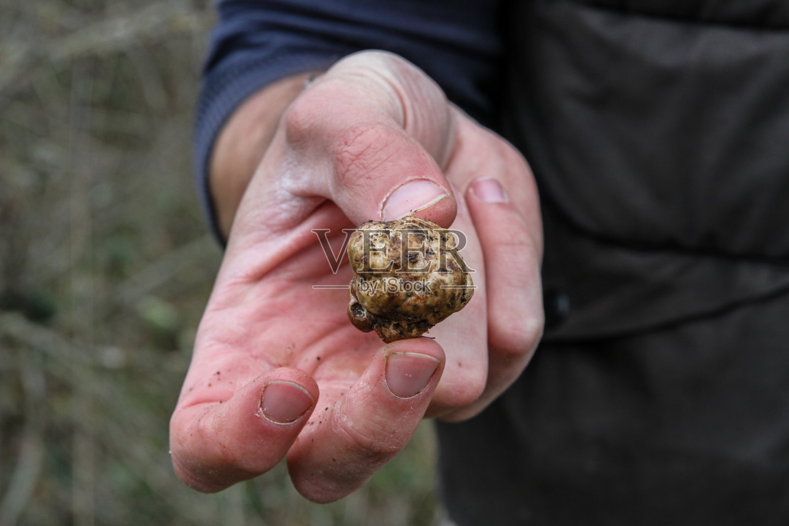 在森林里寻找野生意大利白松露照片摄影图片