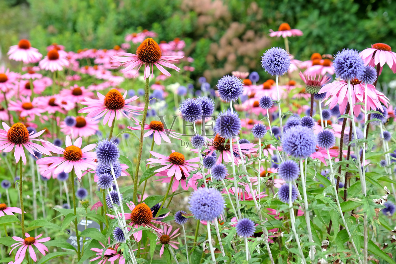 蓝色紫锥菊环球蓟,紫锥菊'粉红色阳伞'和紫锥菊'淡紫色'开花。照片摄影图片