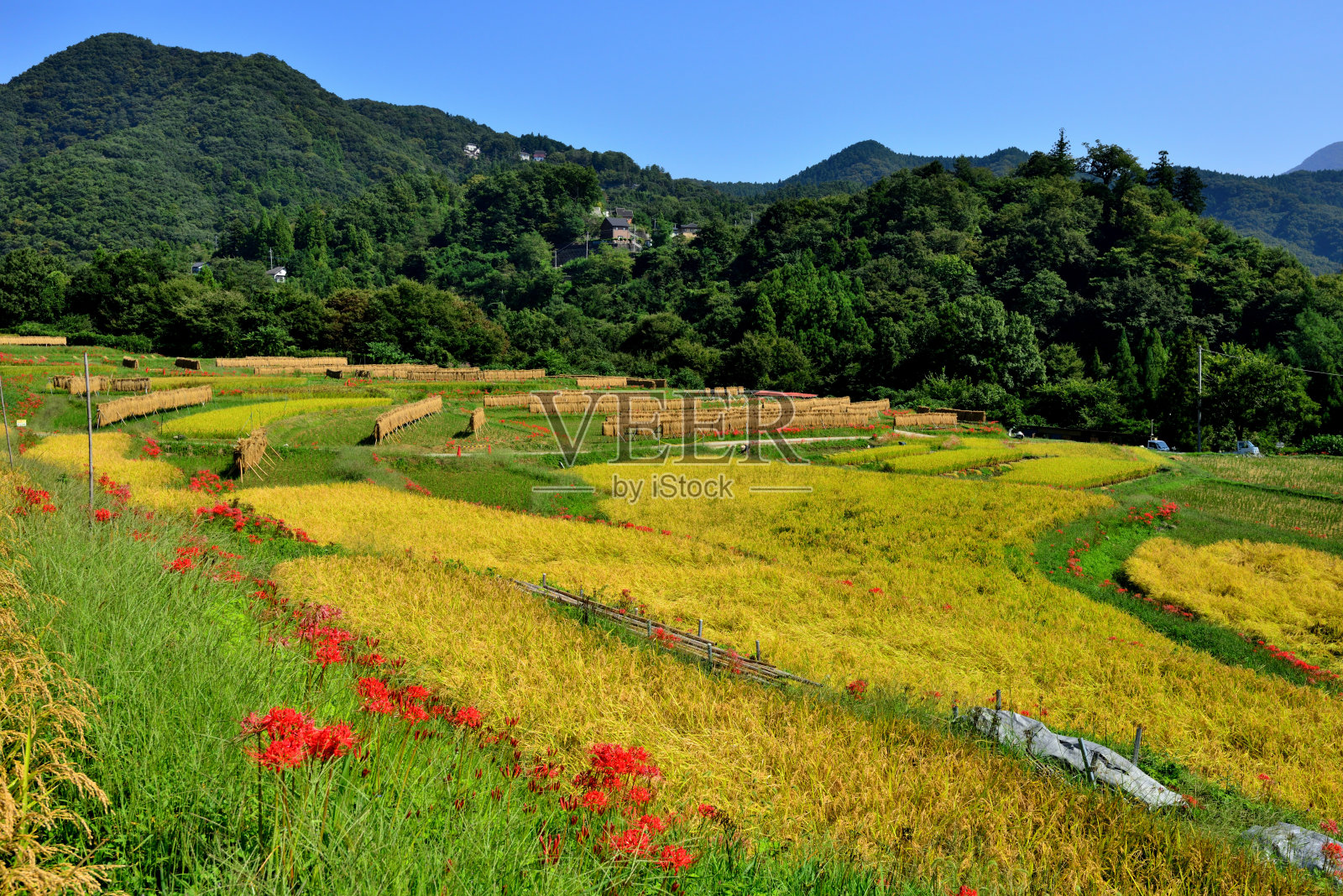 秋季的寺坂梯田,位于埼玉县秩父市照片摄影图片