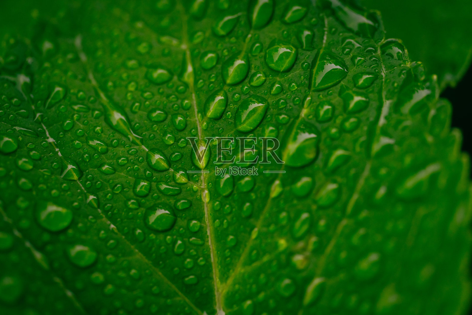2023年6月,雨季绣球花叶脉照片摄影图片