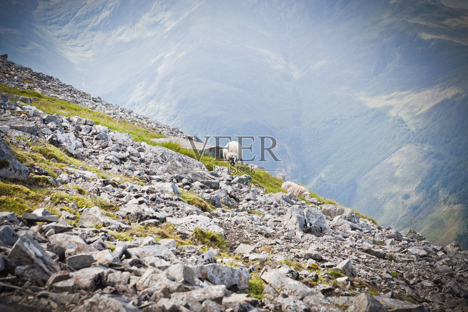 苏格兰羊在岩石山顶上吃草。照片摄影图片