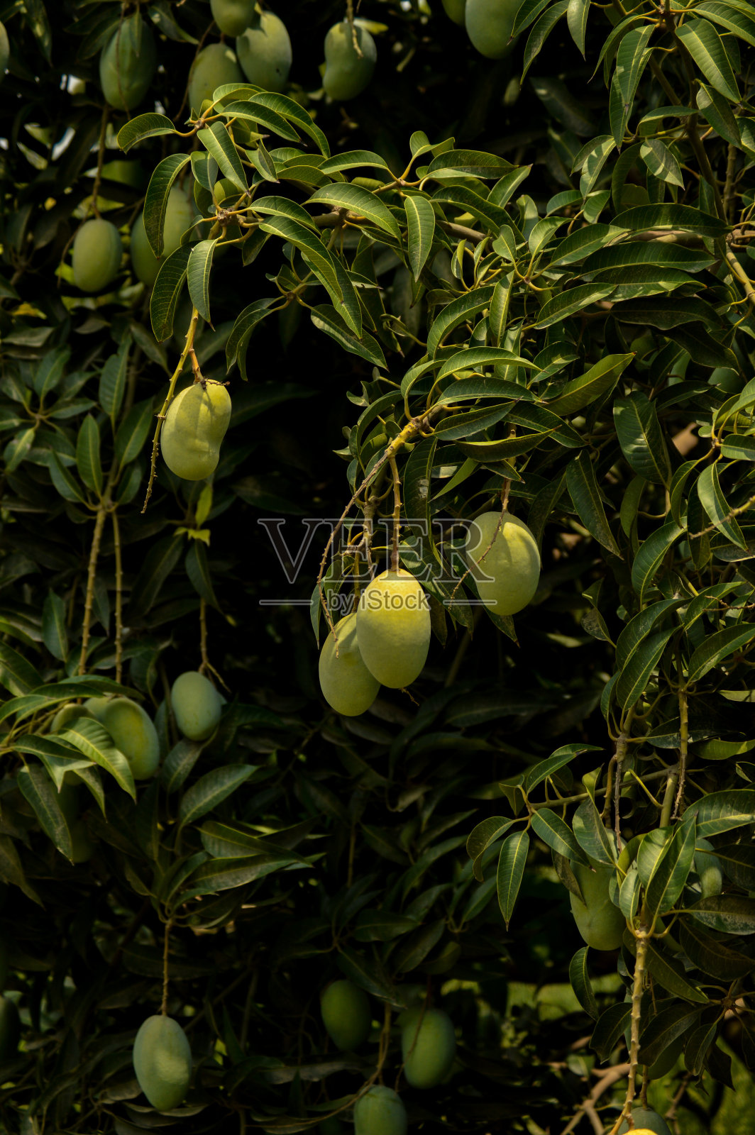 一堆芒果与模糊的树叶背景。年轻的芒果。长着绿色果实的芒果树。近距离观察花园里长着绿芒果的树。巴基斯坦芒果。亚洲的芒果照片摄影图片