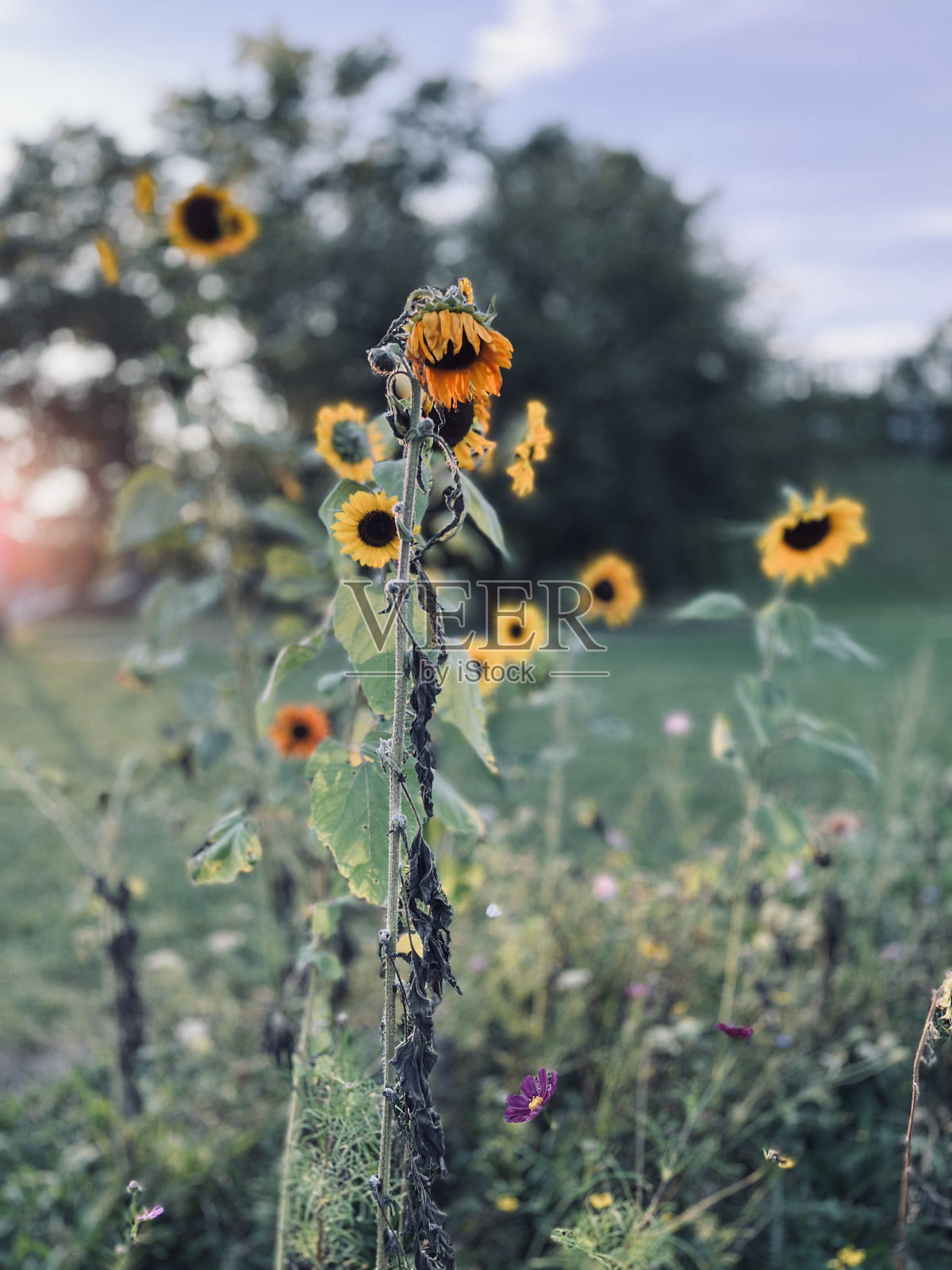 草地上的向日葵照片摄影图片