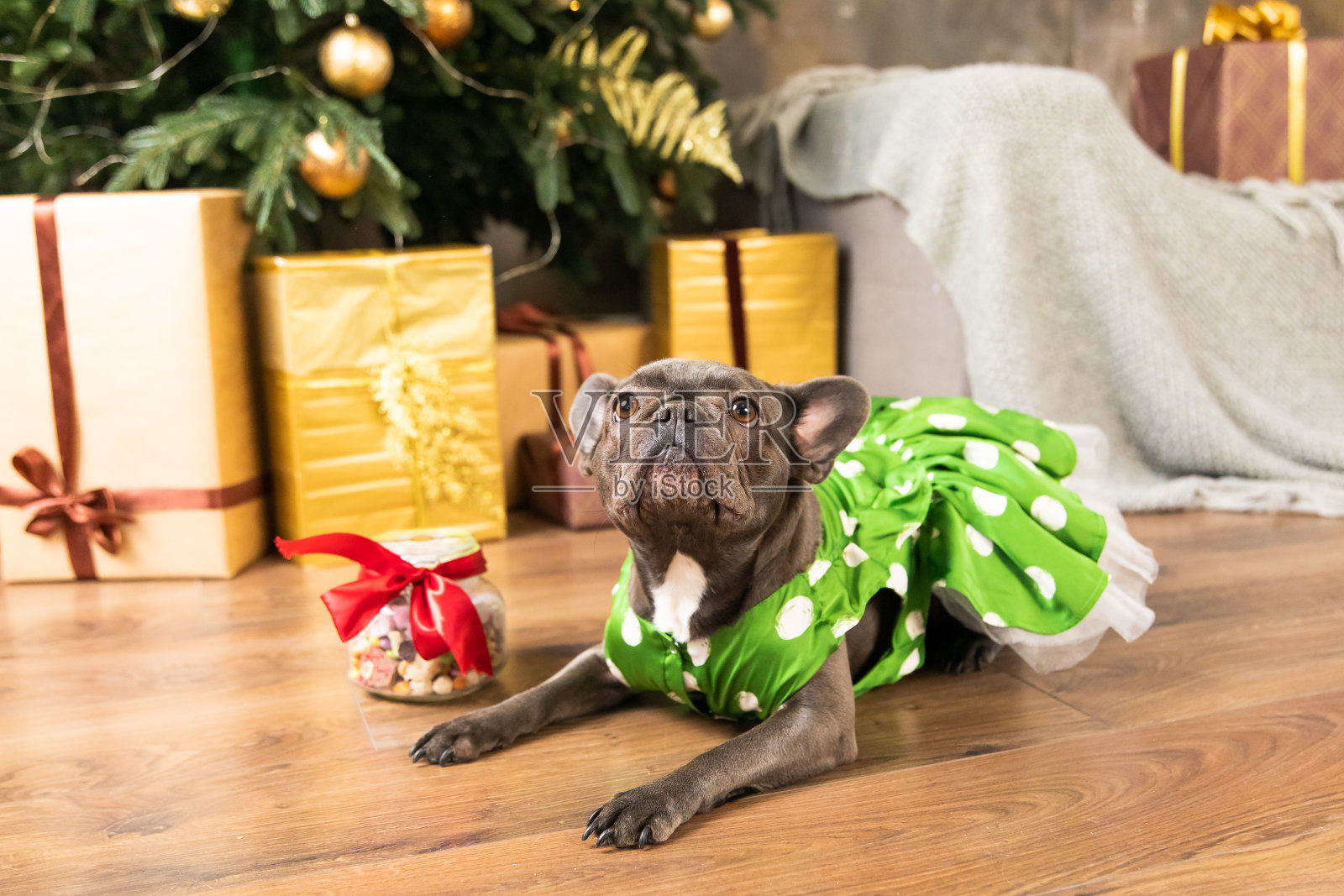 新年快乐,圣诞佳节快乐。狗(宠物)靠近圣诞树。可爱的法国斗牛犬照片摄影图片