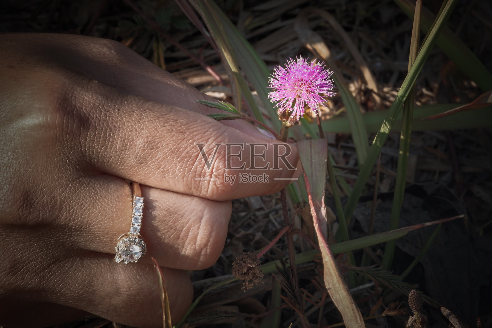 女人的手在采摘野花。照片摄影图片