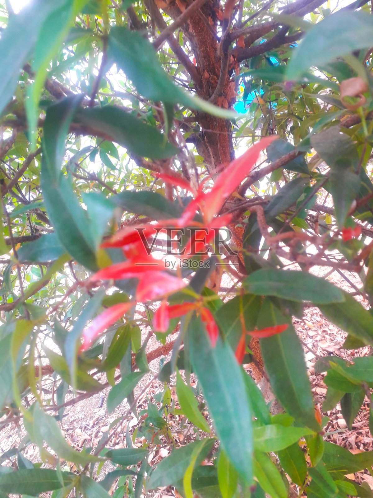 年轻的叶子照片摄影图片