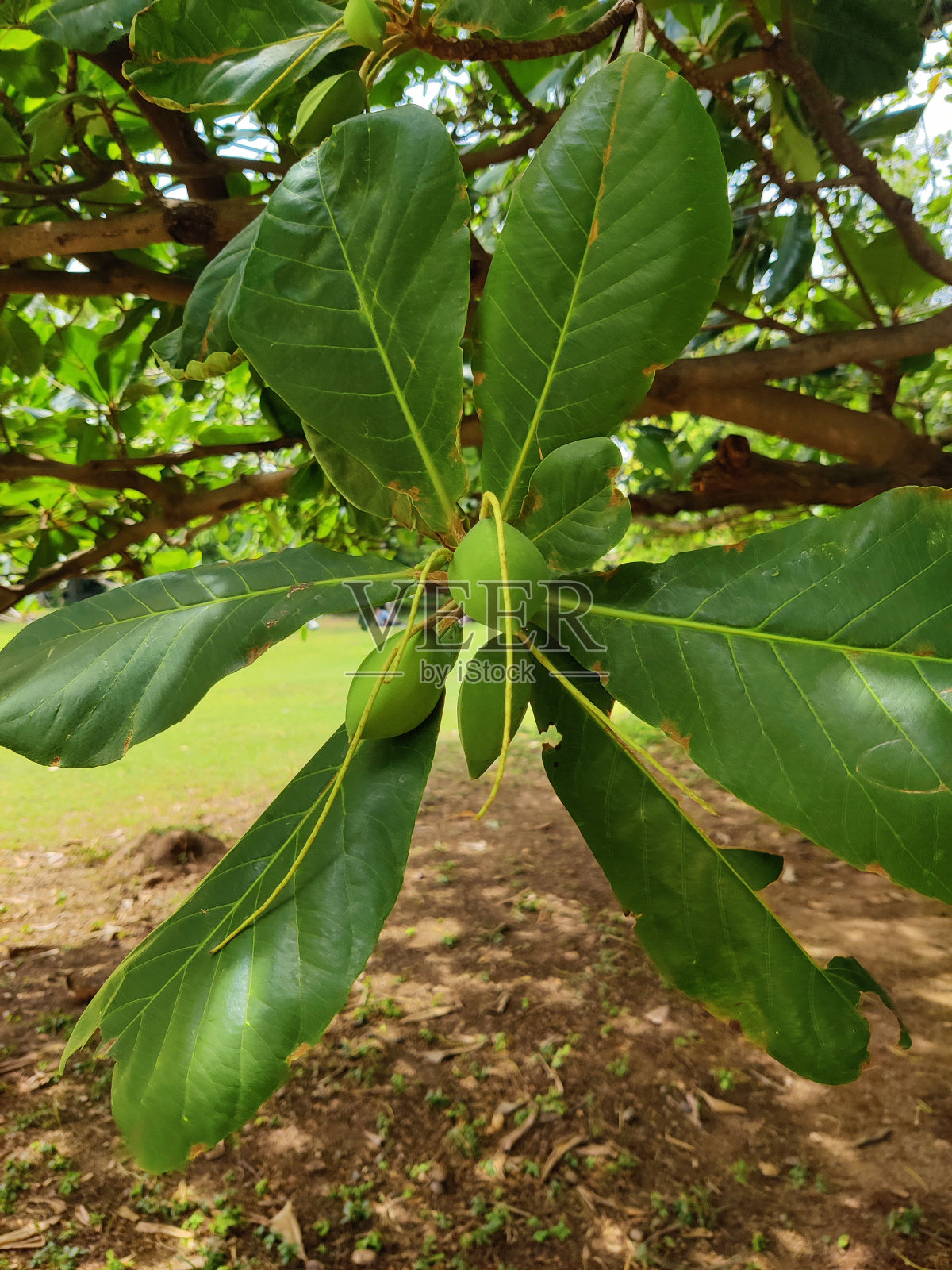 绿杏仁-库存照片照片摄影图片