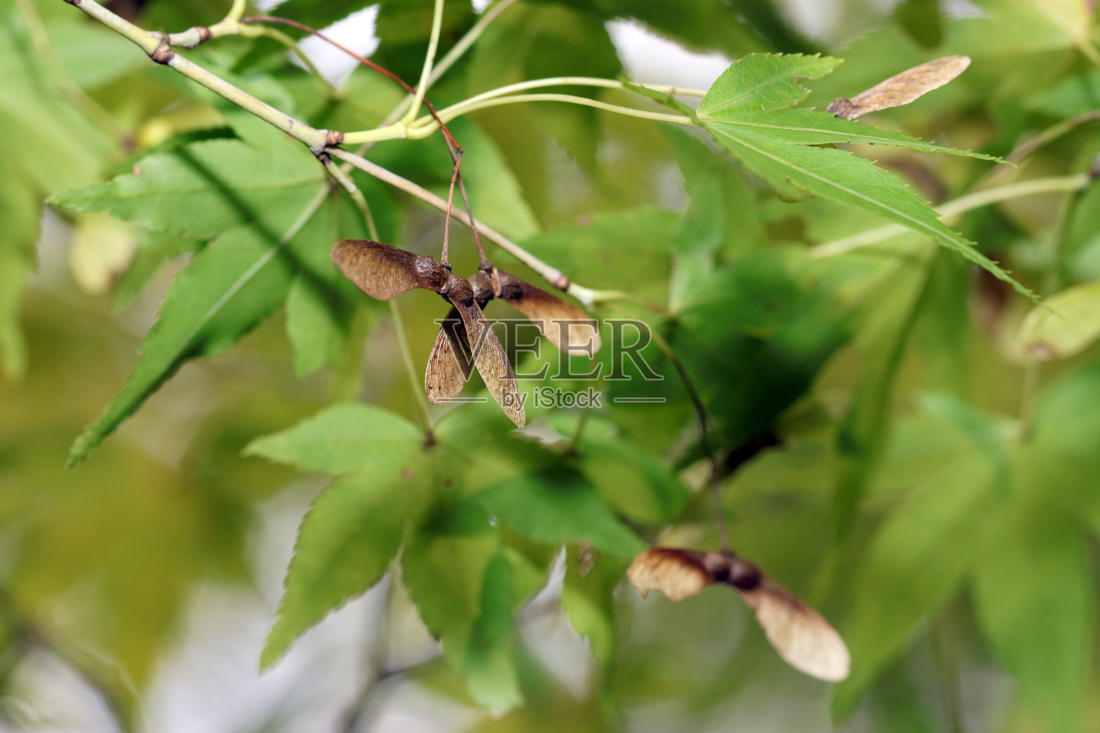 绿色的枫叶枝叶和枯萎的枫树果实附螺旋桨(自然特写微距照片)照片摄影图片