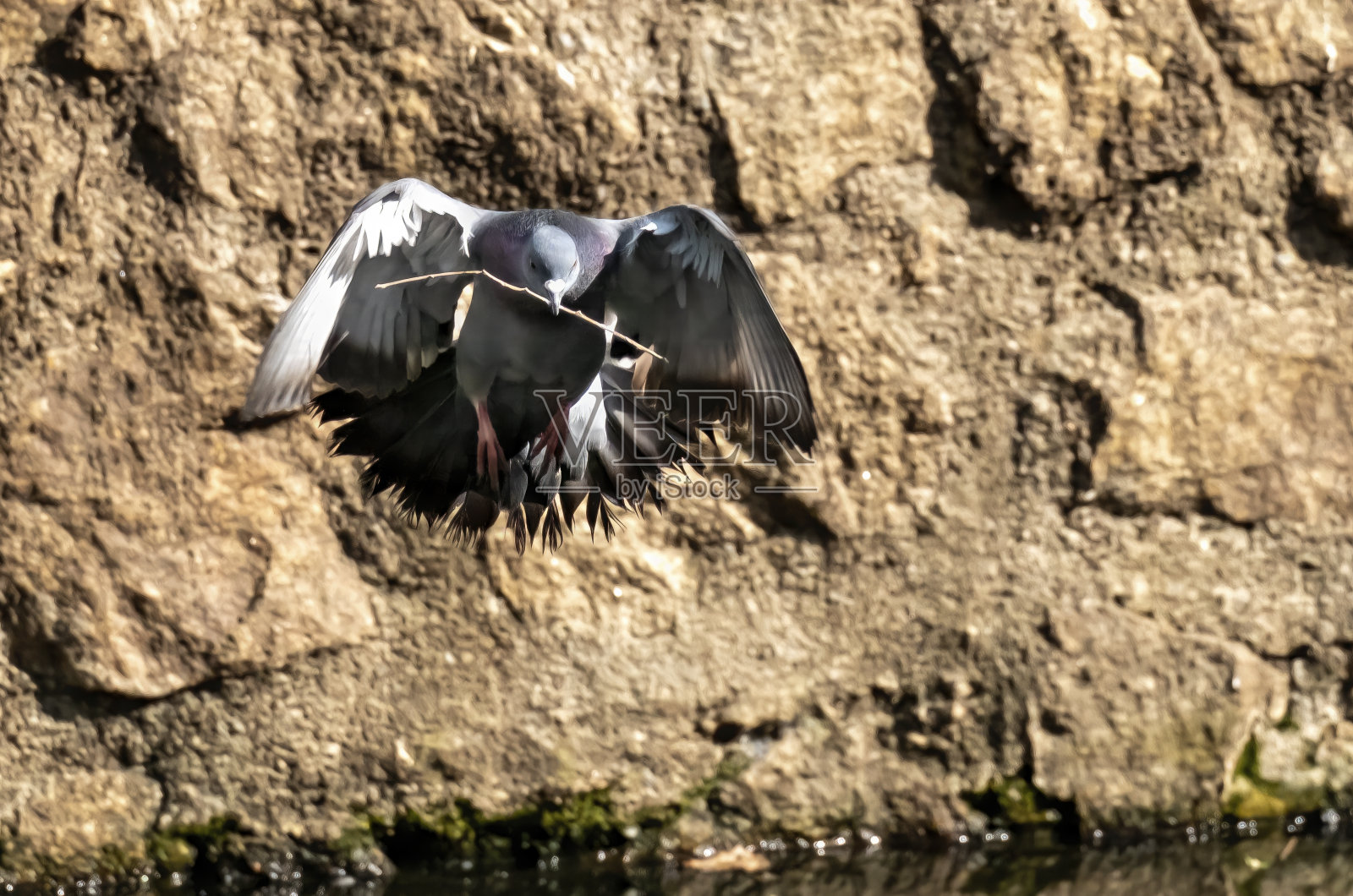 一只鸽子在公园里展开翅膀飞行的细节照片摄影图片