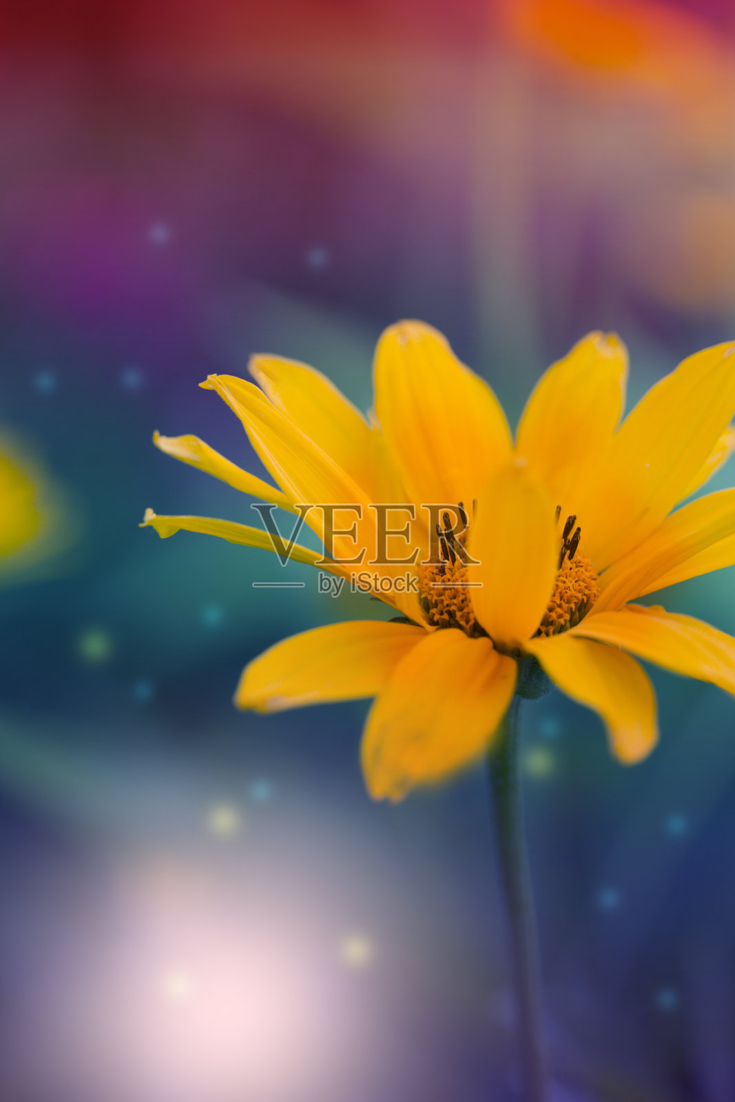 黄菊微距拍摄照片摄影图片