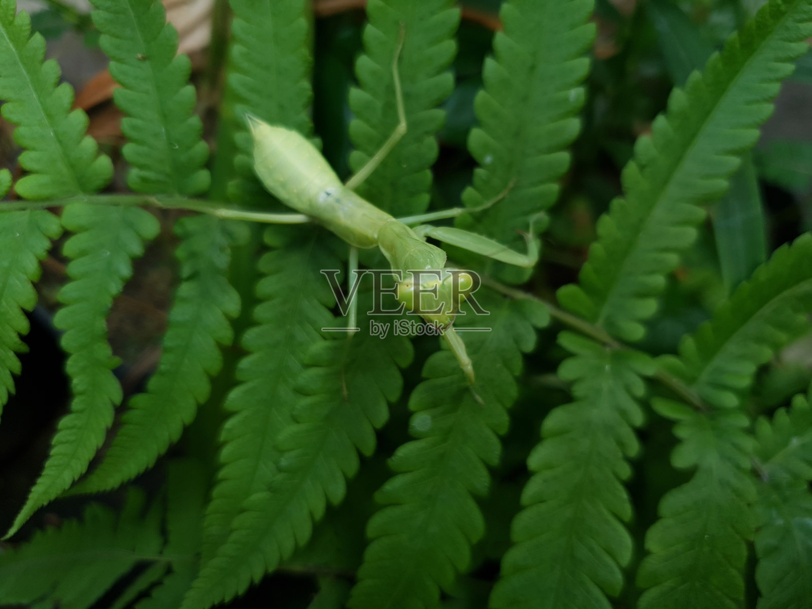 一只螳螂正在树叶上寻找猎物照片摄影图片