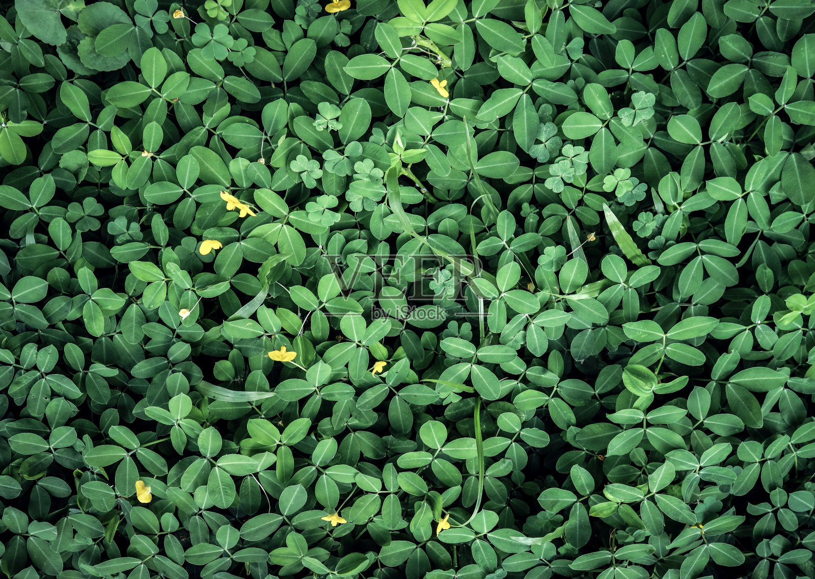 绿叶背景照片摄影图片