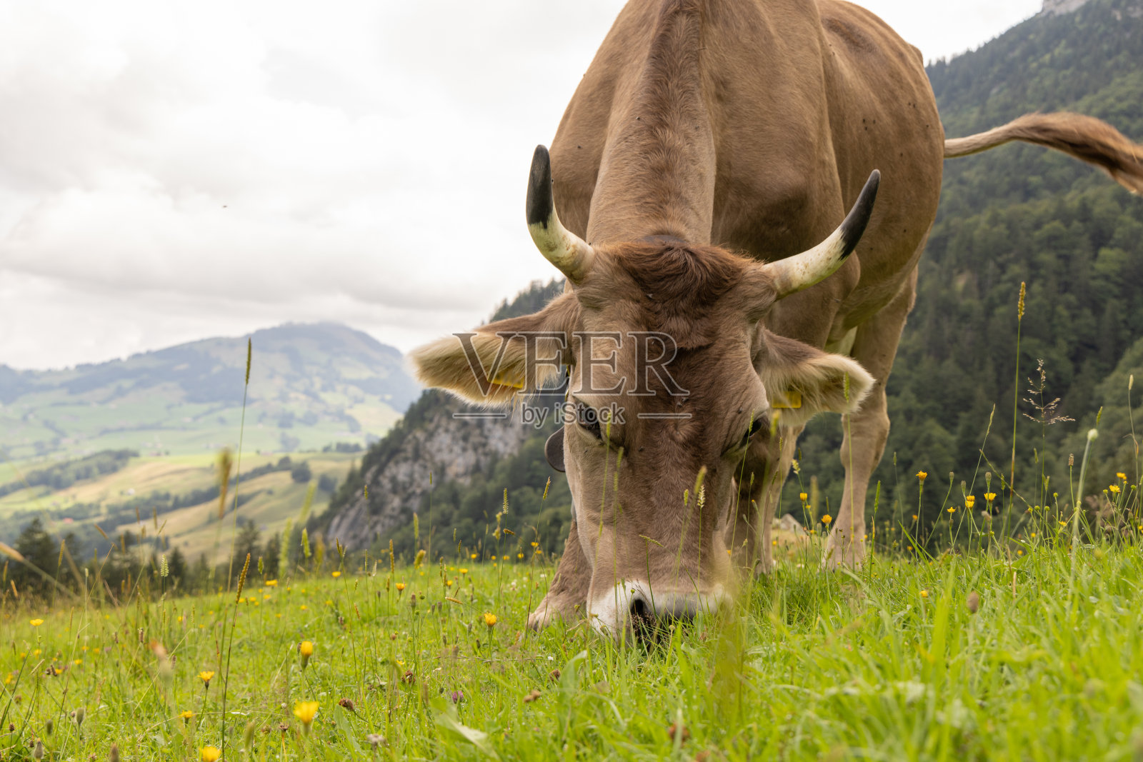 在阿彭策尔的瑞士阿尔卑斯山上吃草的牛照片摄影图片