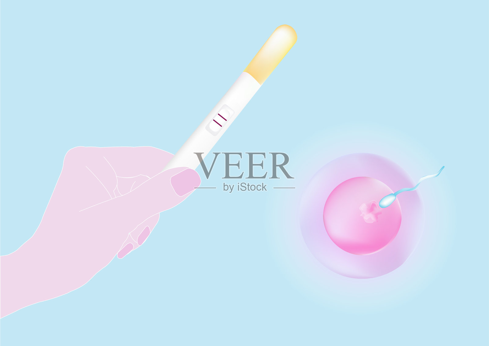 人类受精中的卵子和精子。积极的测试。插画图片素材