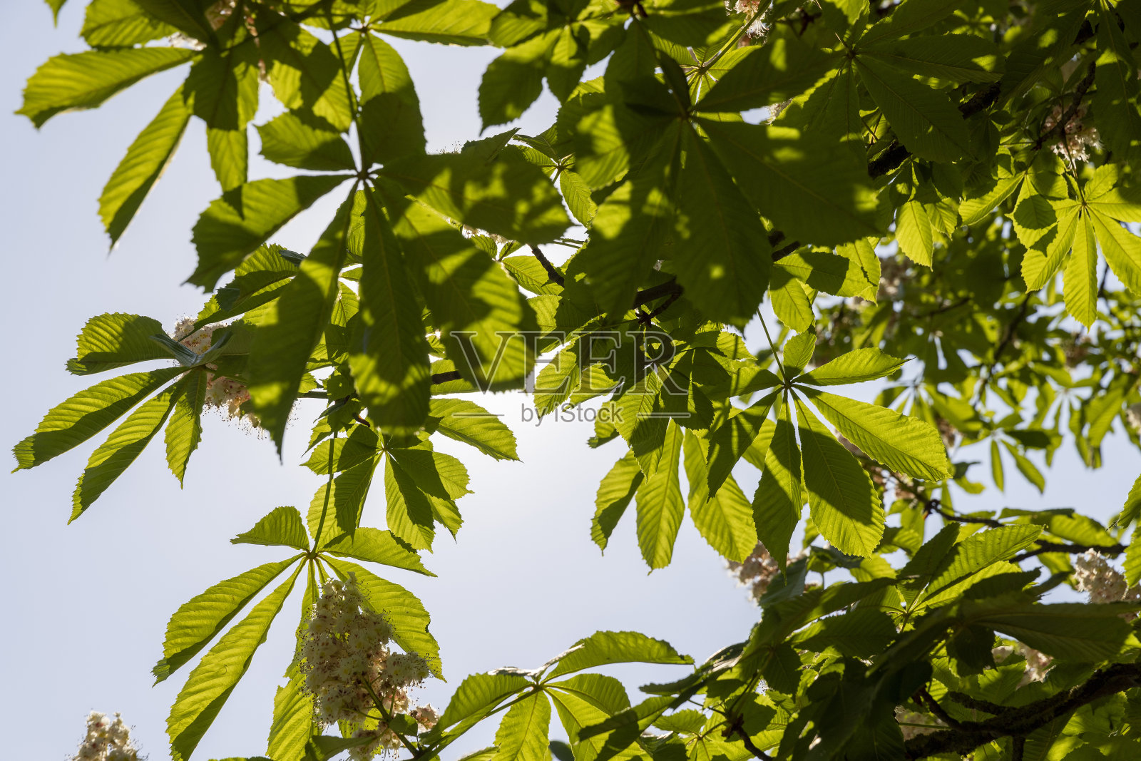 春天开花的栗树照片摄影图片