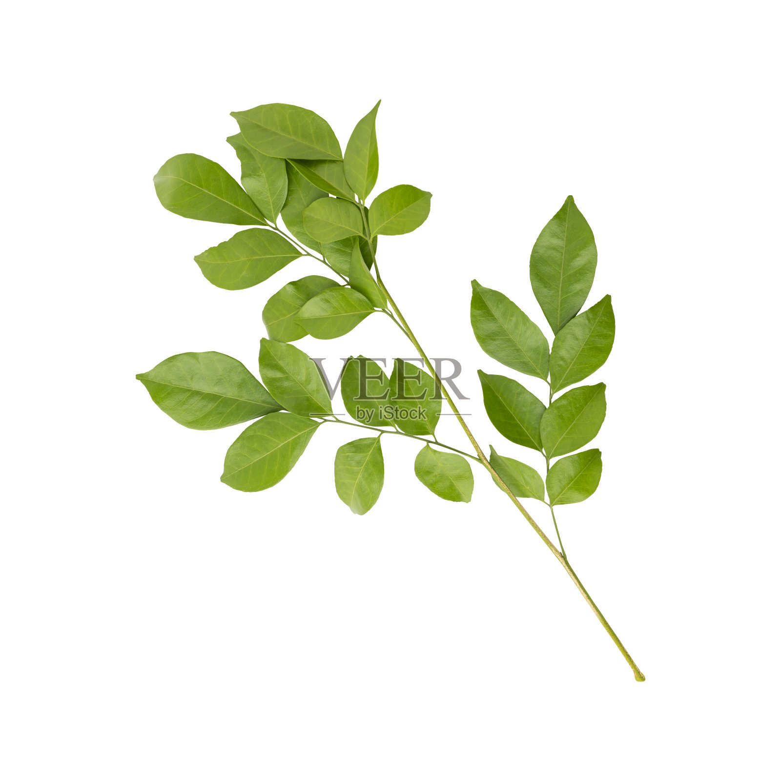 新鲜的绿色茉莉叶枝照片摄影图片