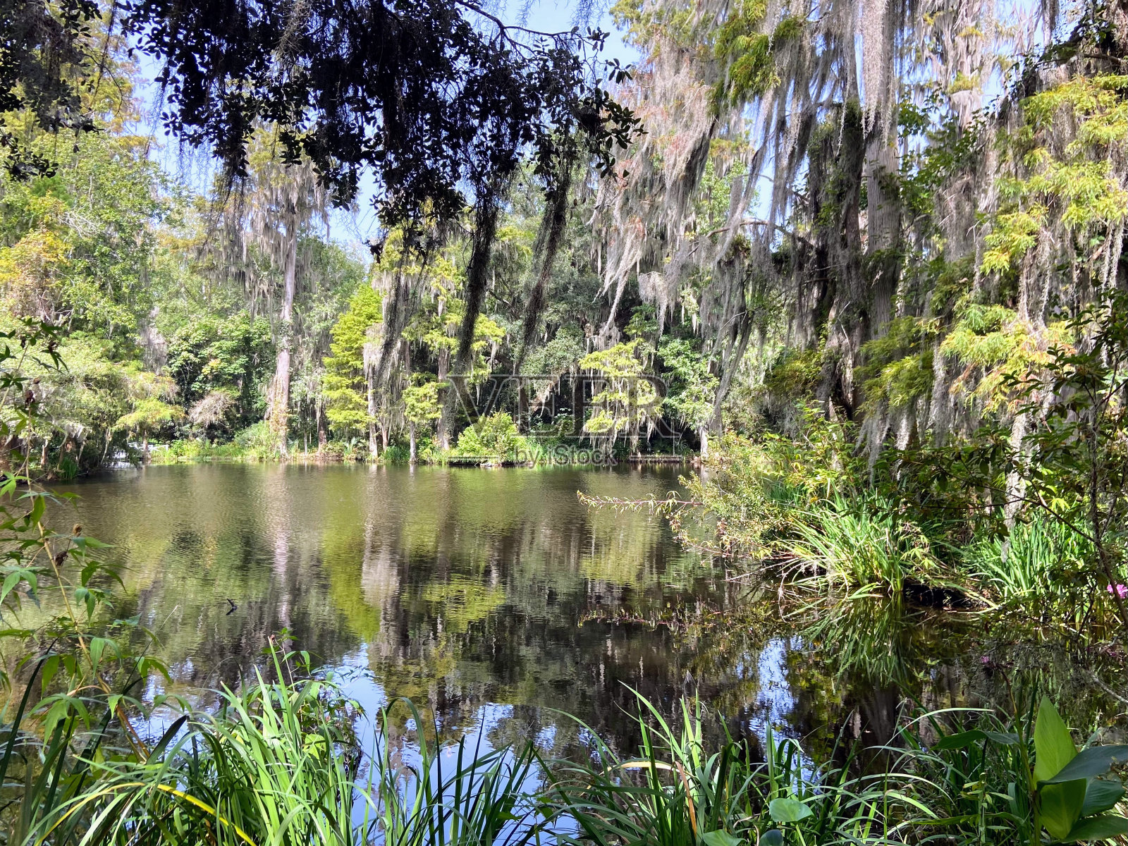 南卡罗来纳州查尔斯顿的木兰种植园和花园照片摄影图片