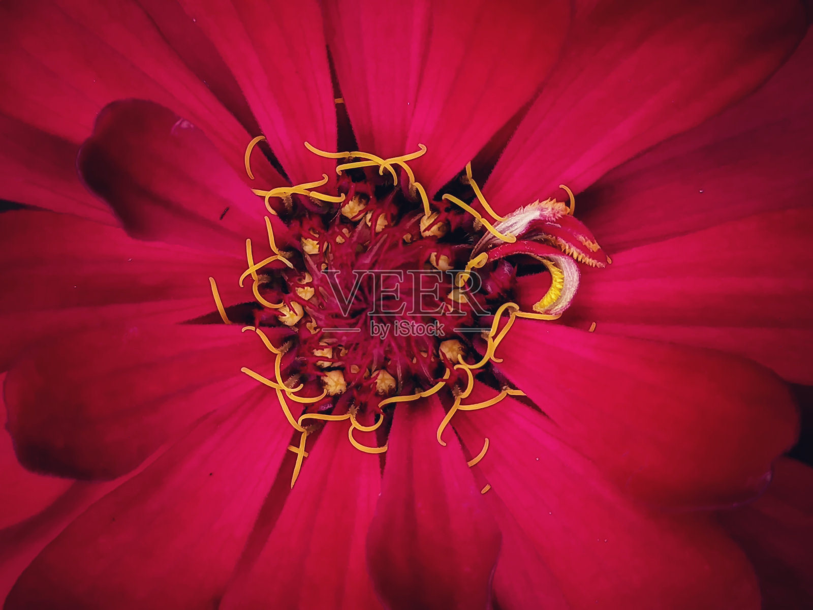 宏观肖像的百日草在红色从顶部的角度照片摄影图片