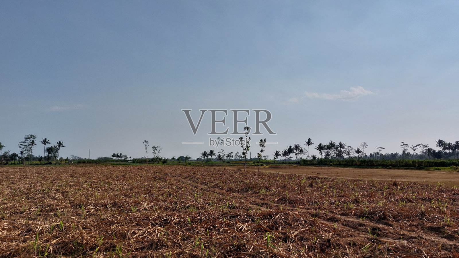 景观农场和椰子树,新的农业用地已清理,准备种植,位置玛琅东爪哇照片摄影图片