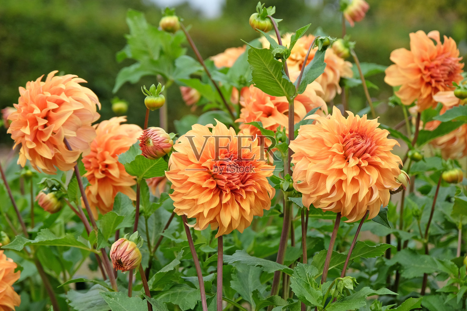 金色餐盘装饰大丽花'伟大的赫拉克勒斯'花。照片摄影图片