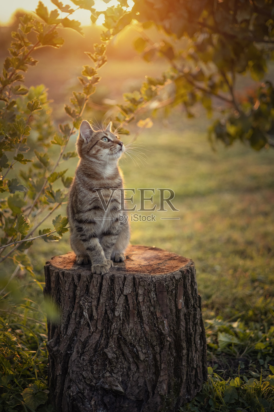 猫。照片摄影图片