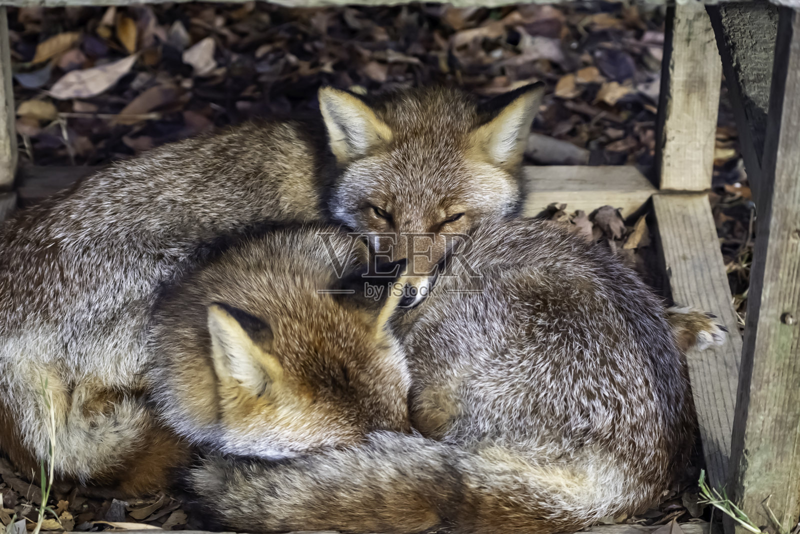 两只狐狸蜷缩在一起照片摄影图片