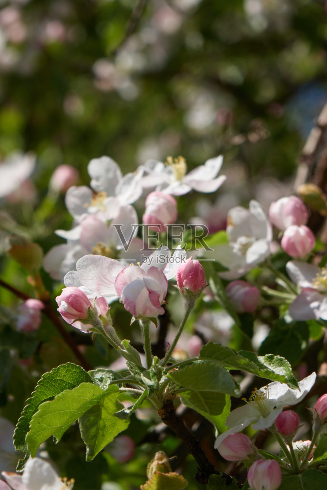 苹果树上白色的花朵和粉红色的芽照片摄影图片
