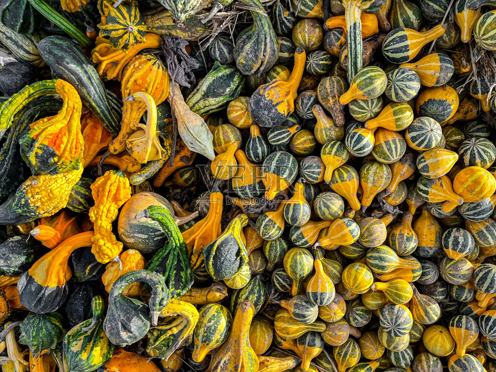 南瓜新鲜收获不同类型和品种的南瓜食品小吃户外复制空间食品背景质朴照片摄影图片