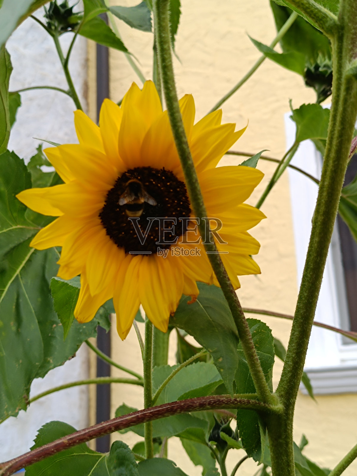 向日葵照片摄影图片