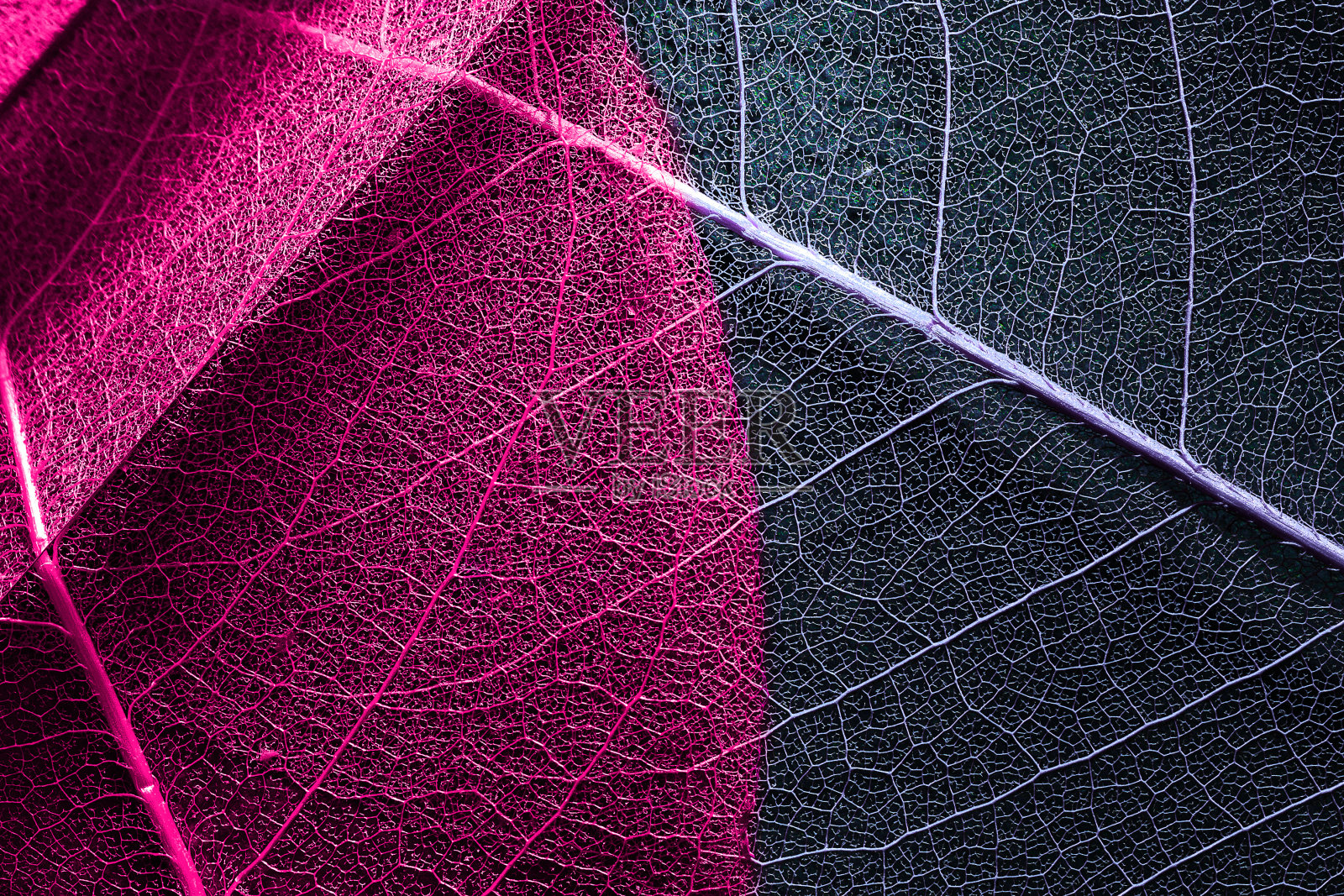 叶子纹理。生死攸关有机背景与光的效果照片摄影图片